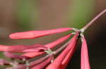 Trumpet honeysuckle